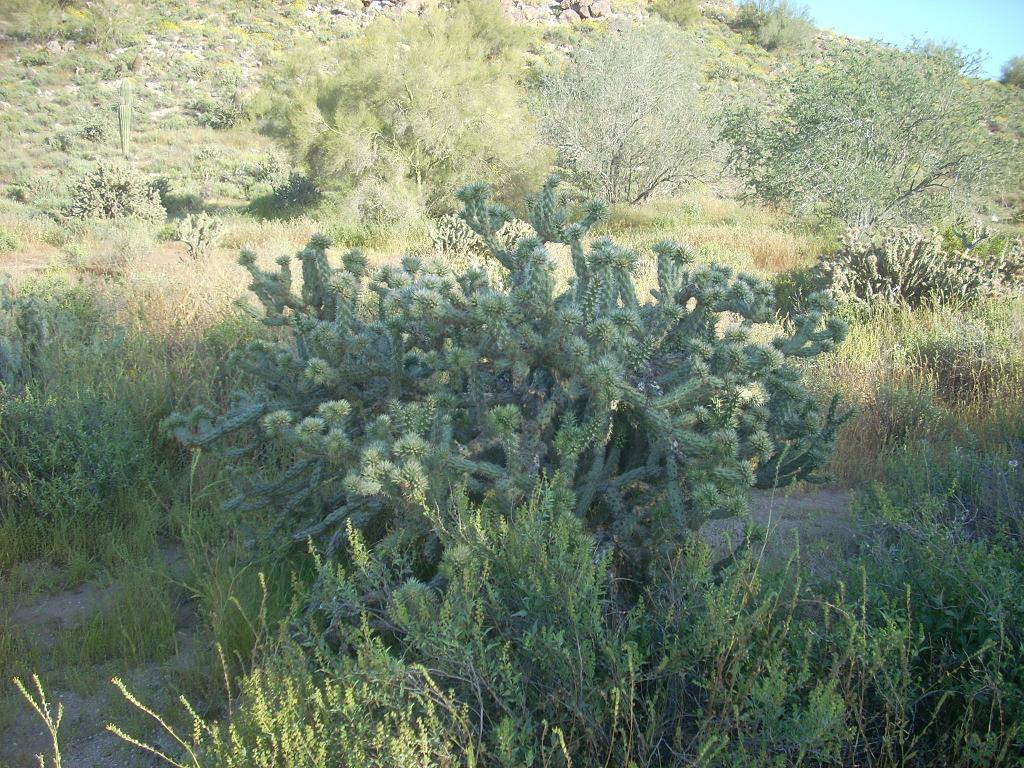 Foto de Phoenix (Arizona) (Arizona), Estados Unidos