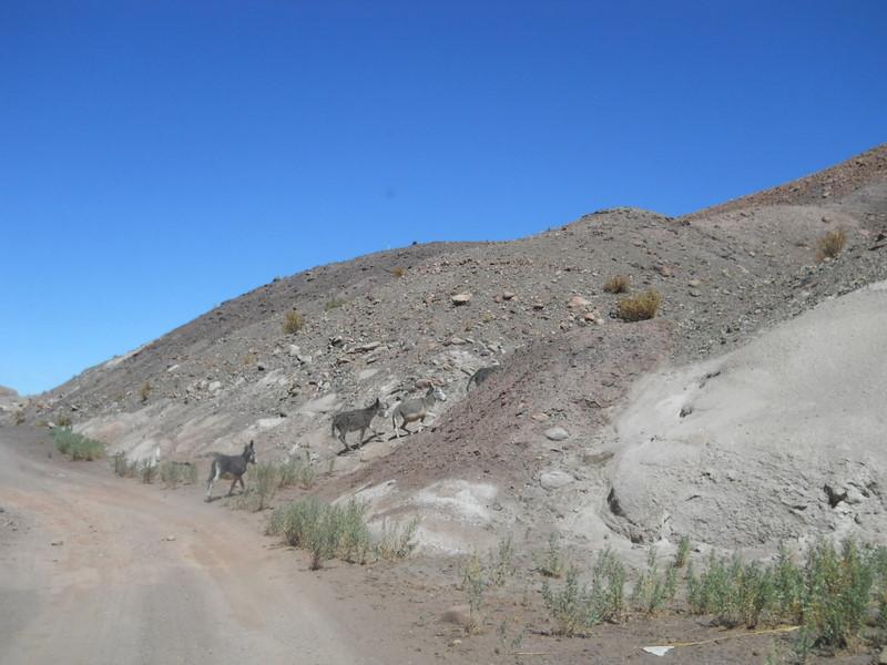 Foto de San Pedro de Atacama, Chile