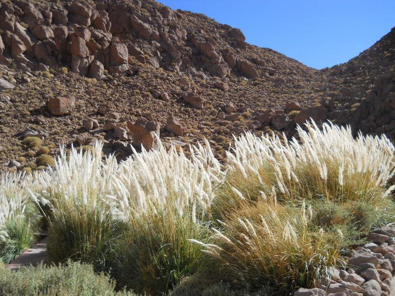 Foto de San Pedro de Atacama, Chile