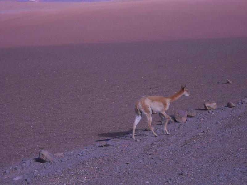 Foto de San Pedro de Atacama, Chile