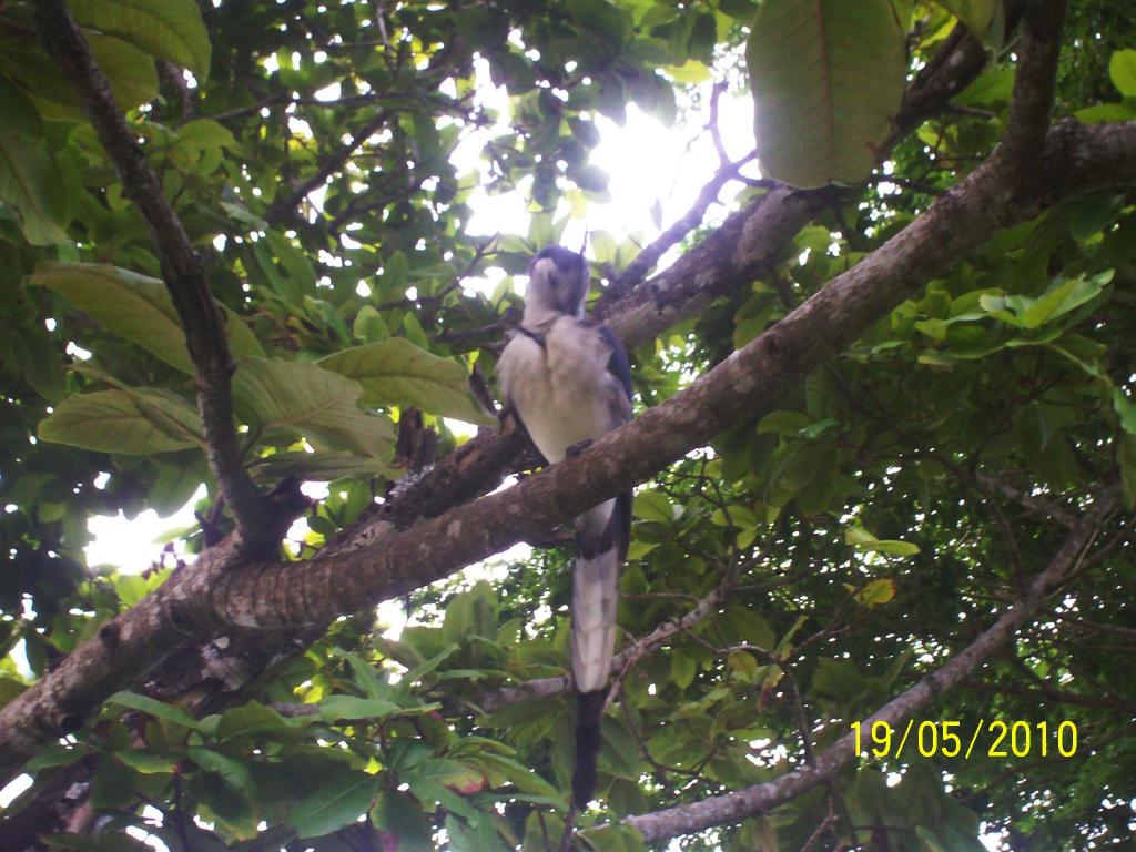 Foto de Motezuma (Puntarenas), Costa Rica