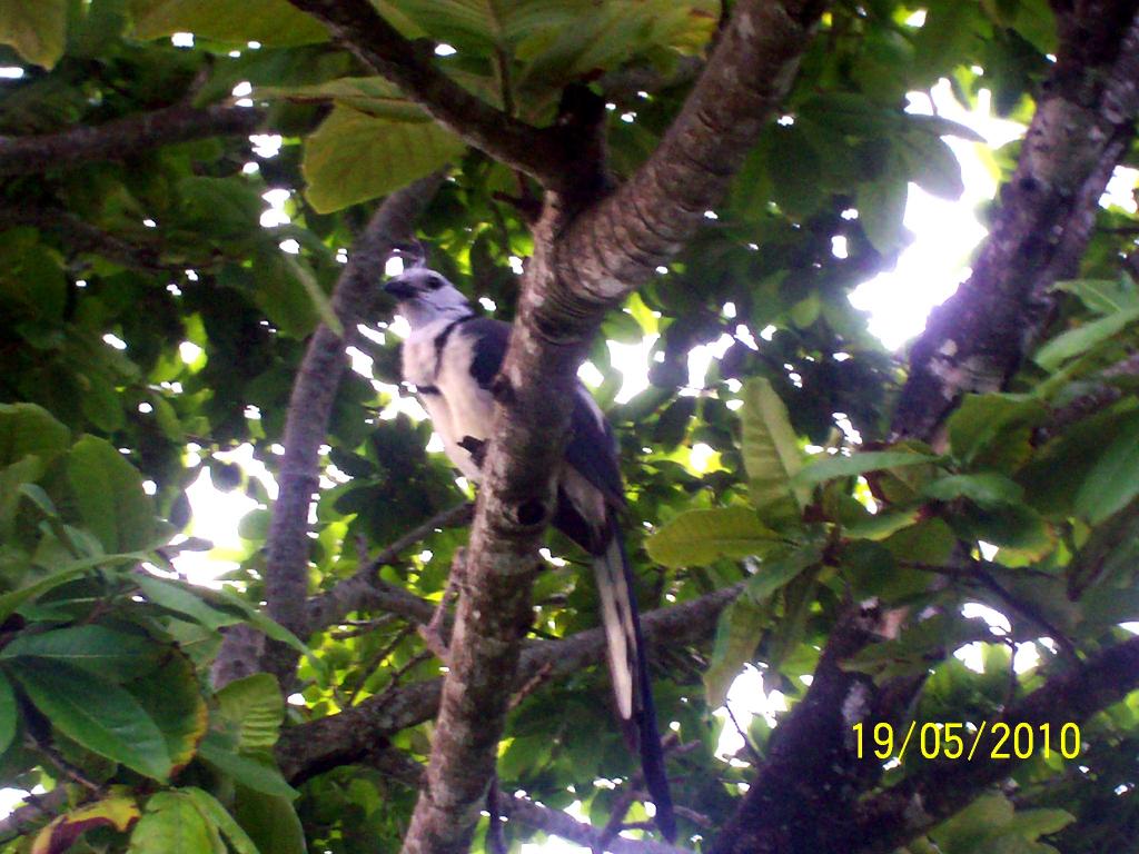 Foto de Motezuma (Puntarenas), Costa Rica