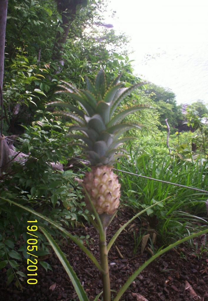 Foto de Motezuma (Puntarenas), Costa Rica