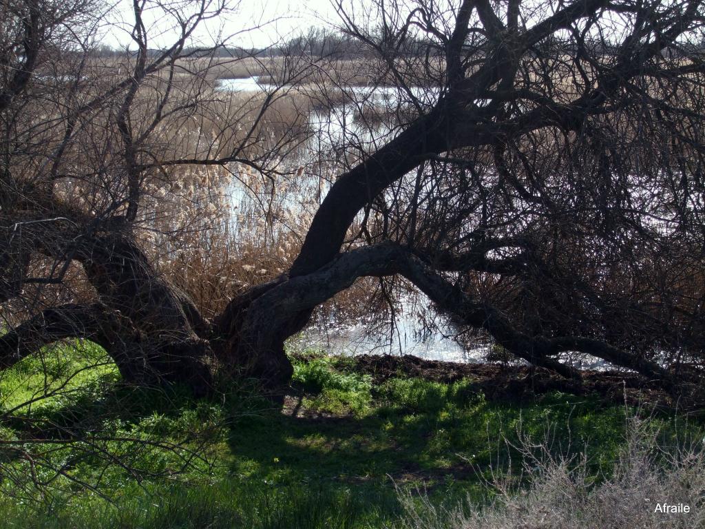 Foto de Daimiel (Ciudad Real), España