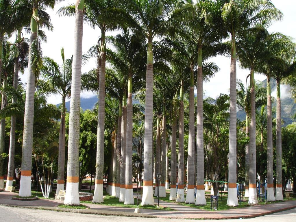 Foto de Toledo, Colombia