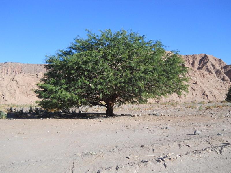 Foto de San Pedro de Atacama, Chile