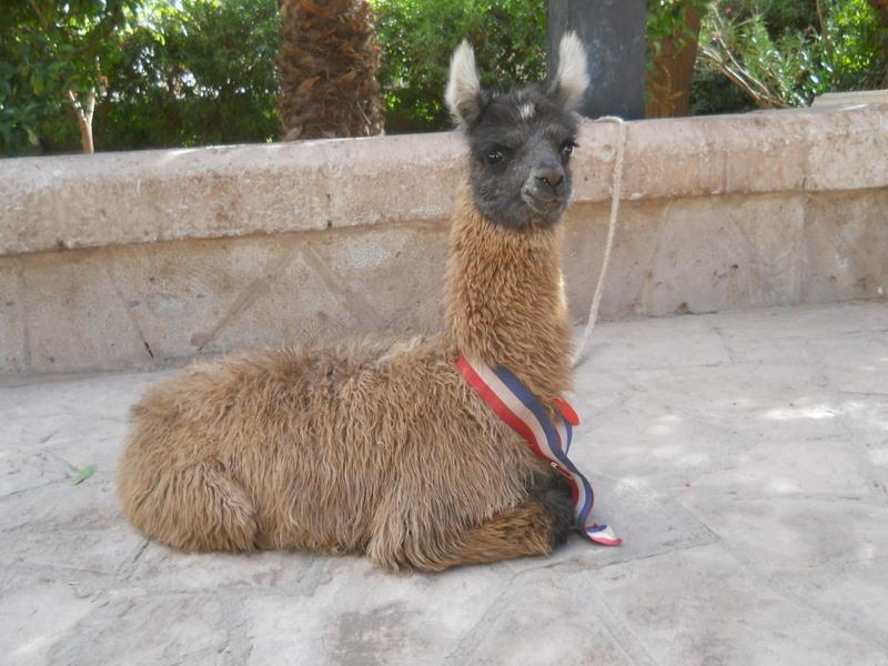 Foto de San Pedro de Atacama, Chile