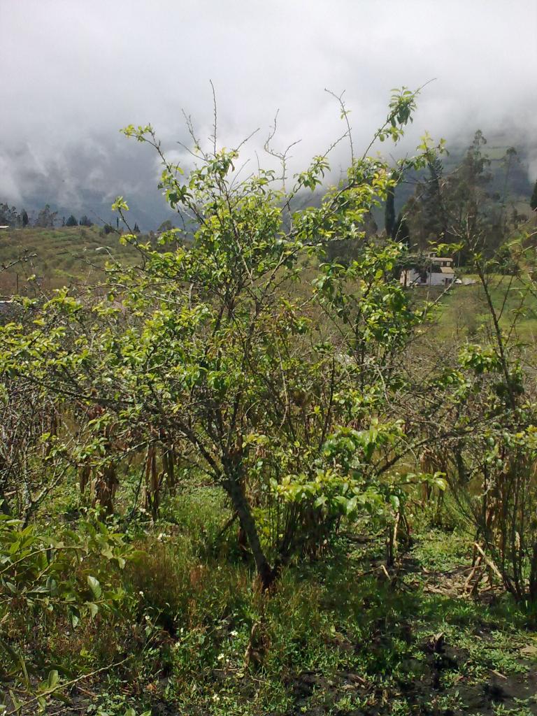 Foto de Bayushig, Ecuador