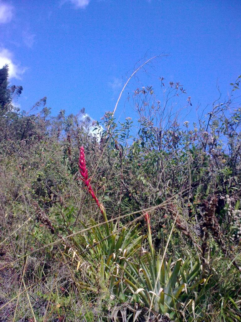 Foto de Bayushig, Ecuador