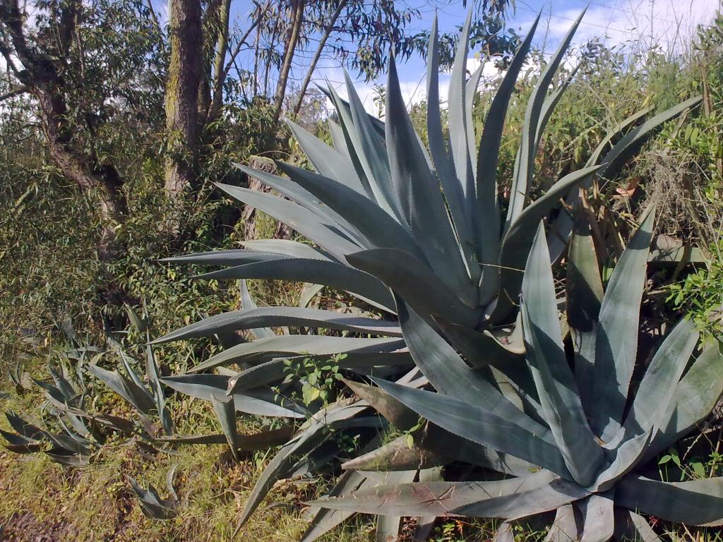 Foto de Bayushig, Ecuador