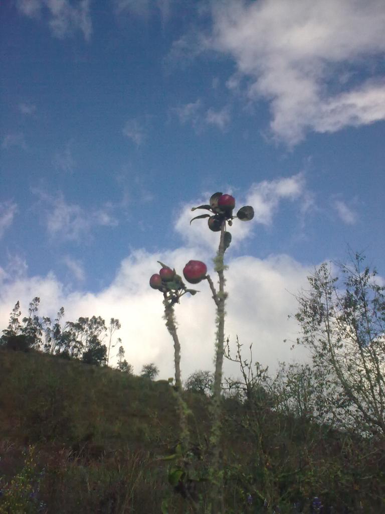 Foto de Bayushig, Ecuador