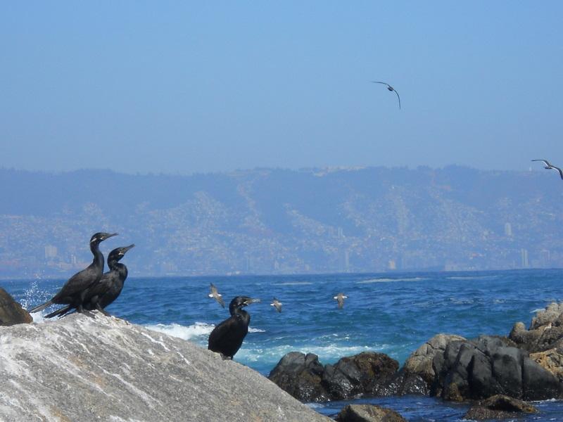 Foto de Viña del Mar, Chile