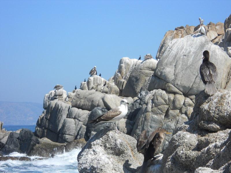 Foto de Viña del Mar, Chile