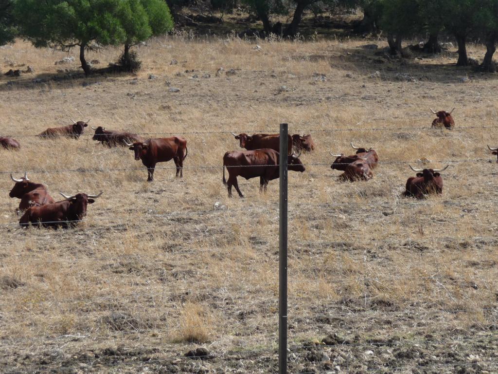 Foto de Jerez de la Frontera (Cádiz), España