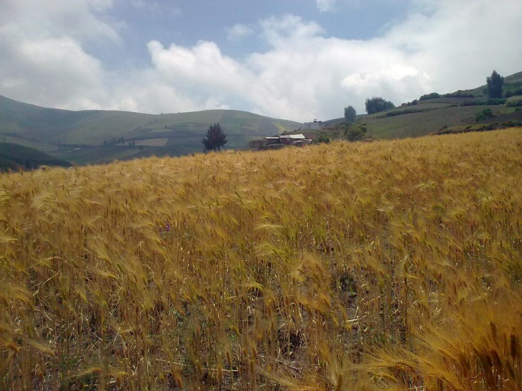 Foto de Guano, Ecuador