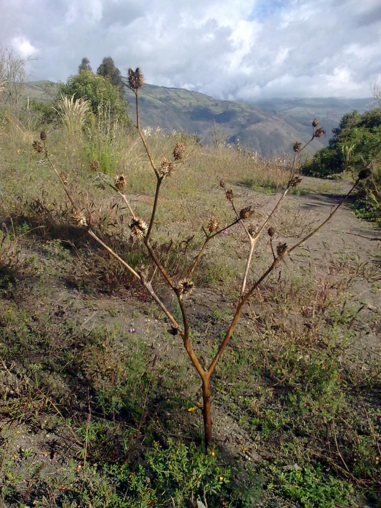 Foto de Bayushig, Ecuador