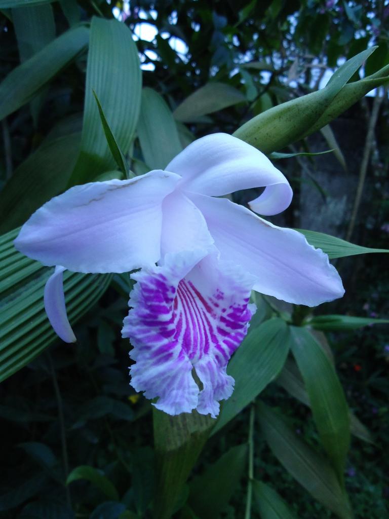 Foto de Shell, Ecuador