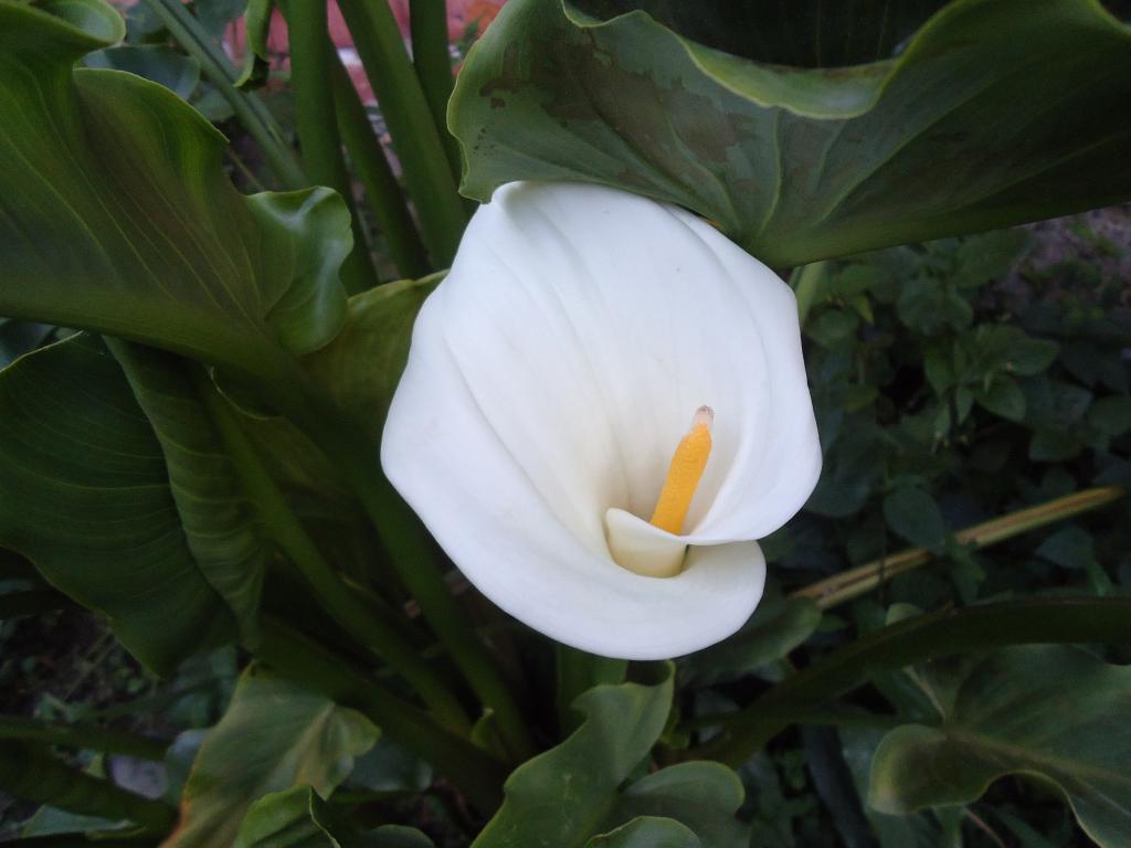 Foto de Shell, Ecuador