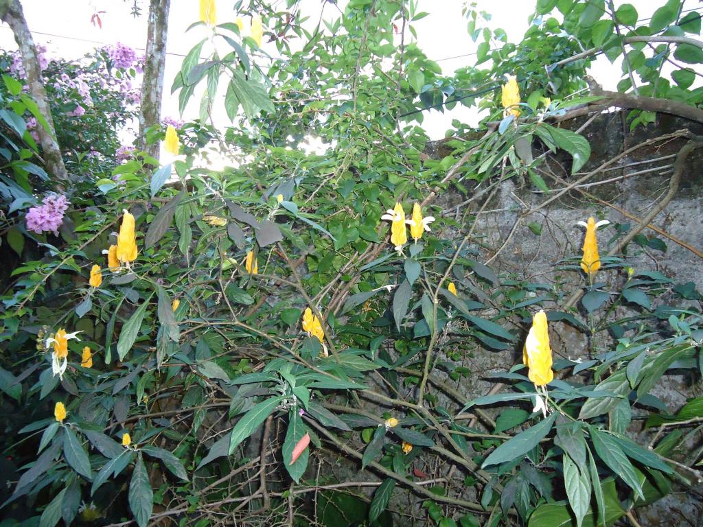 Foto de Shell, Ecuador