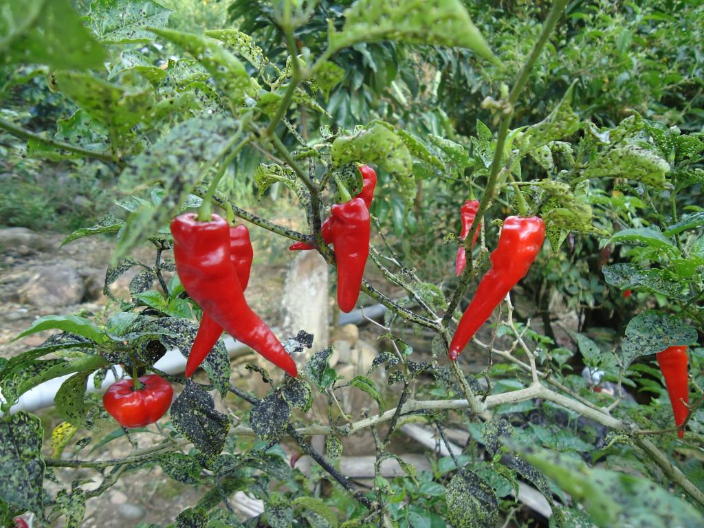 Foto de Shell, Ecuador