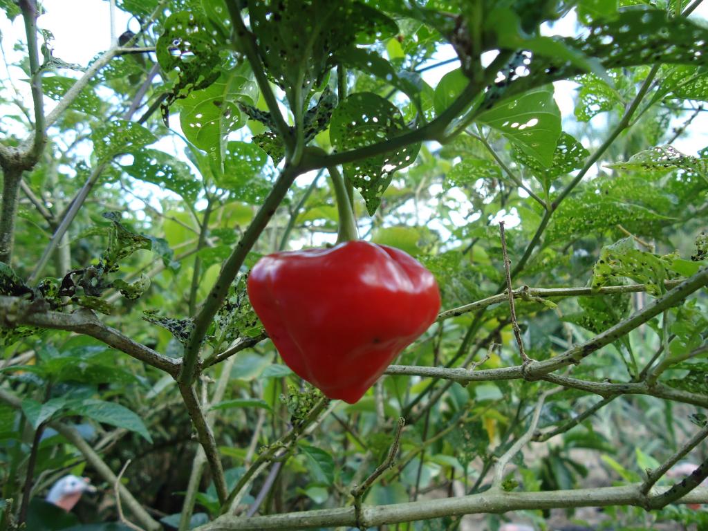 Foto de Shell, Ecuador