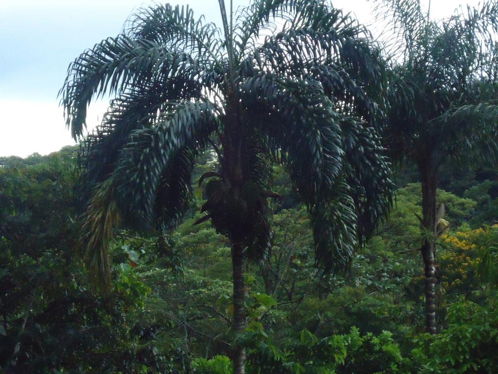 Foto de Shell, Ecuador