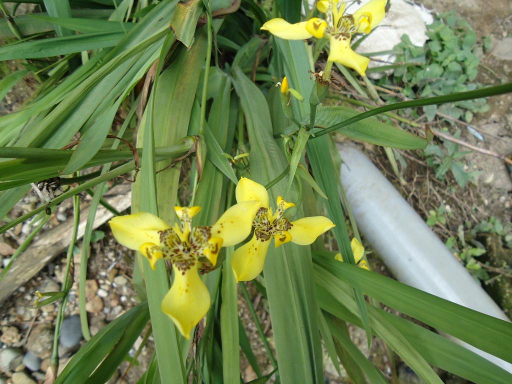 Foto de Shell, Ecuador