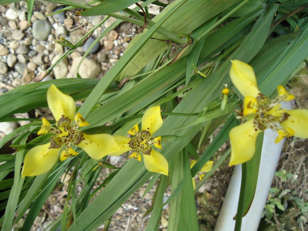 Foto de Shell, Ecuador