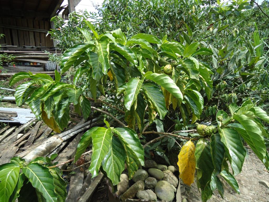 Foto de Shell, Ecuador