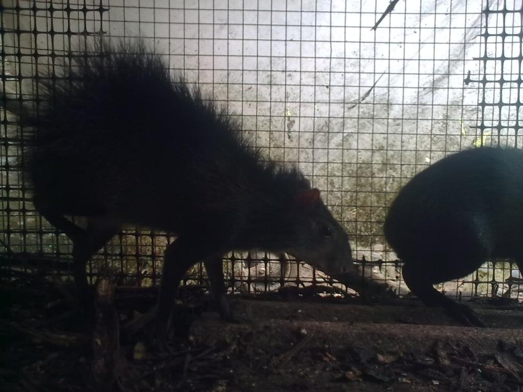 Foto de Simón Bolívar, Ecuador