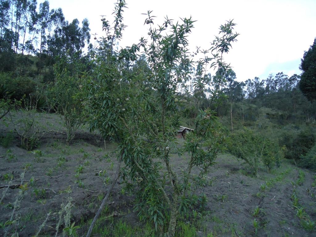 Foto de Bayushig, Ecuador