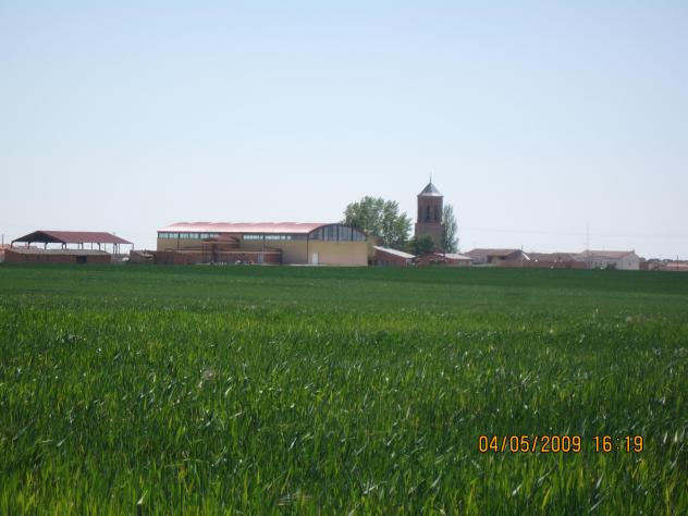 Foto: Campo de cereal - Villarrin de Campos (Zamora), España