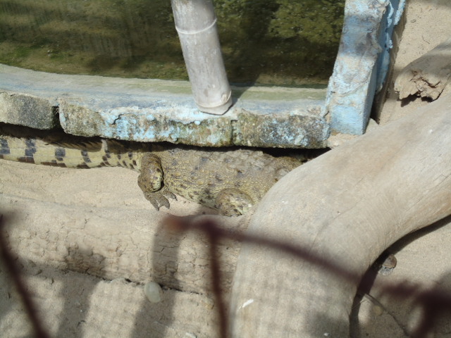 Foto: Cocodrilo - Ballenita (Santa Elena), Ecuador