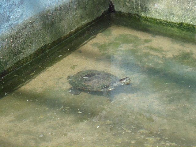 Foto: Tortuga - Ballenita (Santa Elena), Ecuador