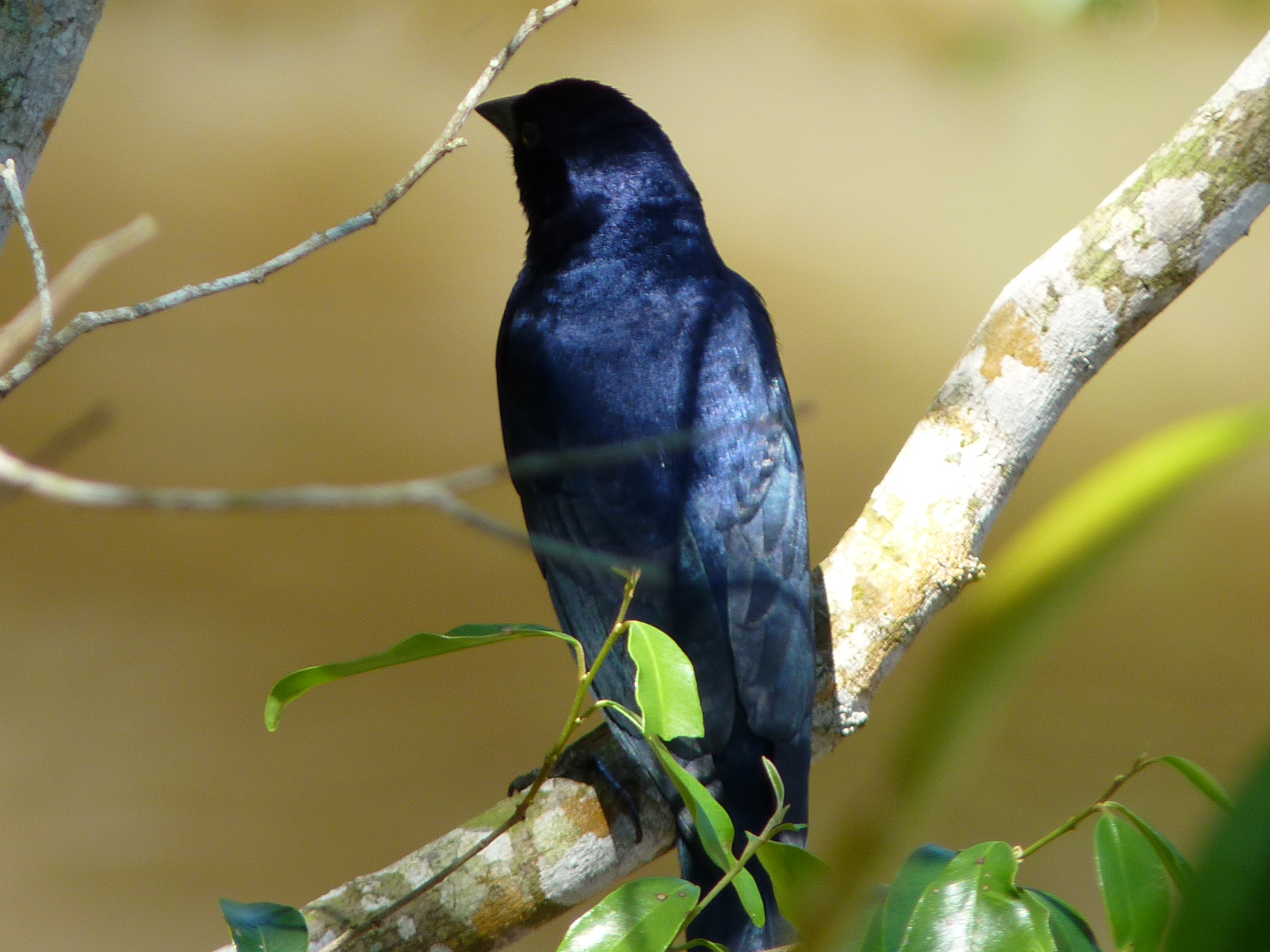 Foto: Tordo - Cataratas del Iguazú (Misiones), Argentina