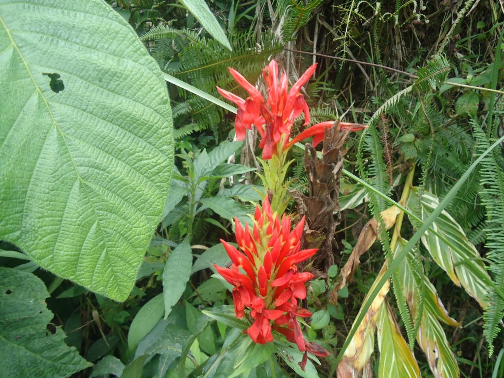 Foto de Simon Bolivar (Mushullacta), Ecuador