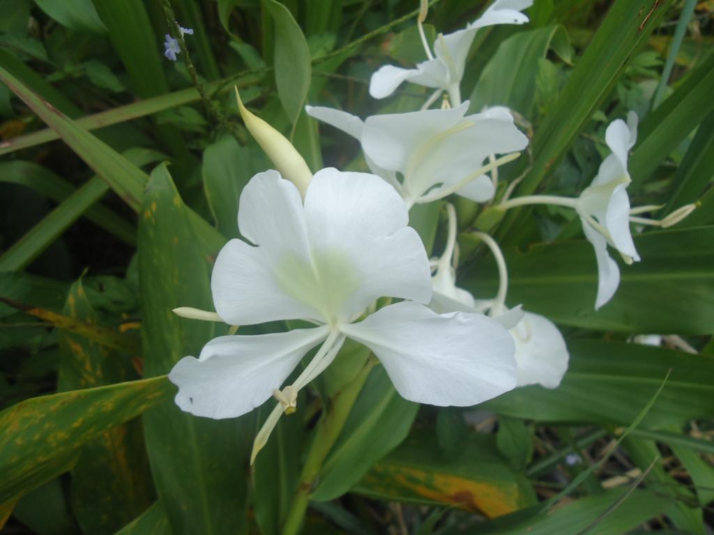 Foto de Simon Bolivar (Mushullacta), Ecuador