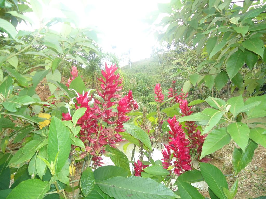 Foto de Simon Bolivar (Mushullacta), Ecuador