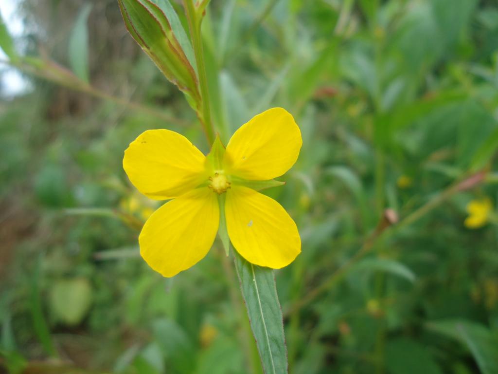 Foto de Simon Bolivar (Mushullacta), Ecuador