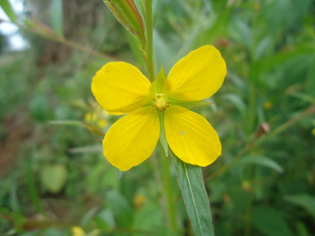 Foto de Simon Bolivar (Mushullacta), Ecuador