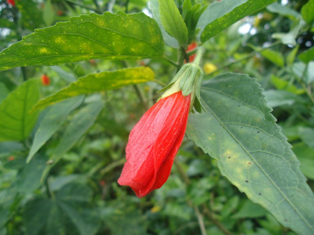 Foto de Simón Bolívar (Mushullacta), Ecuador