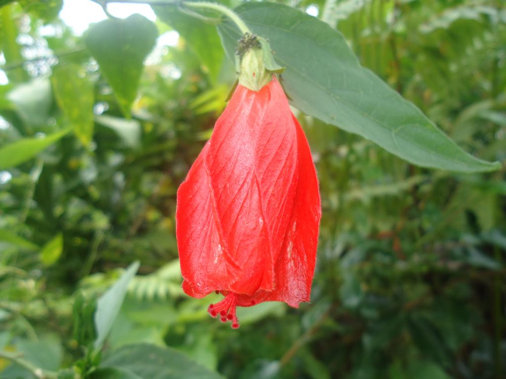 Foto de Simón Bolívar (Mushullacta), Ecuador