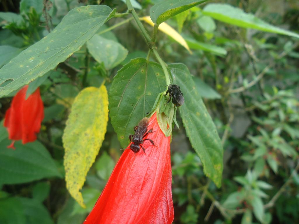 Foto de Simón Bolívar (Mushullacta), Ecuador