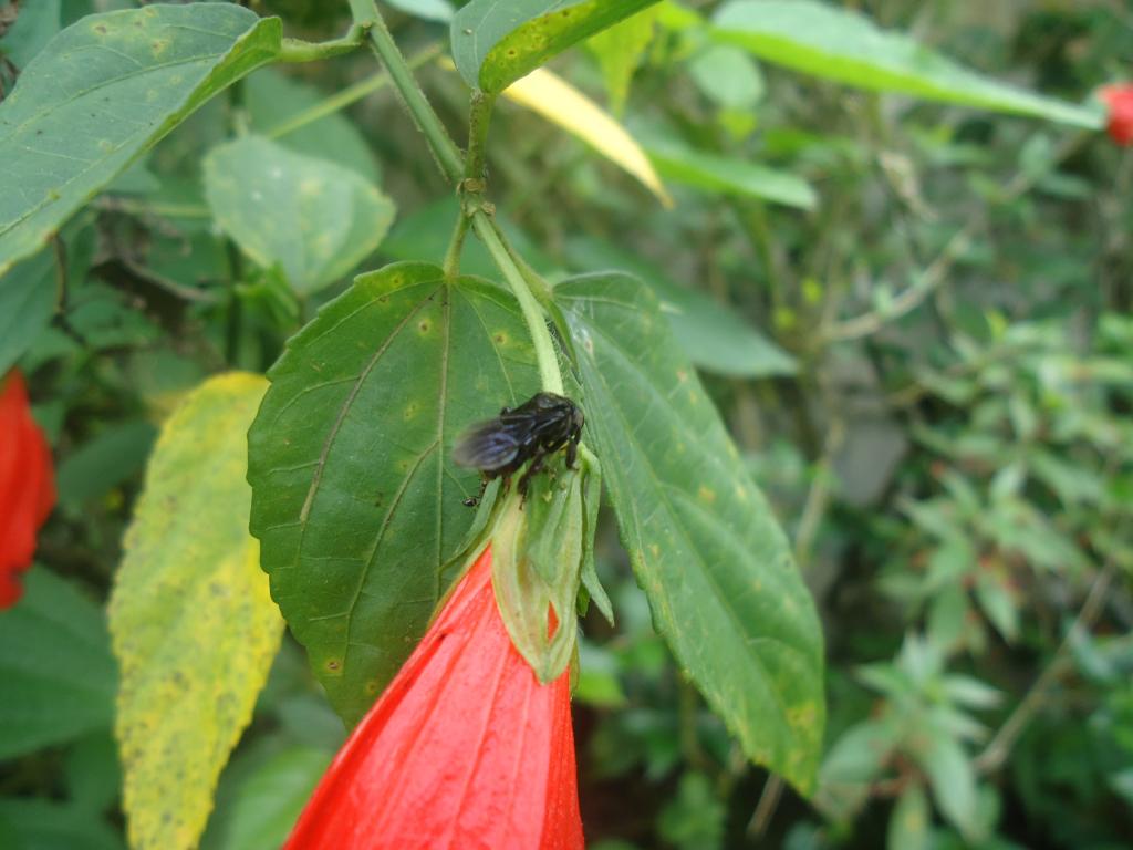 Foto de Simón Bolívar (Mushullacta), Ecuador