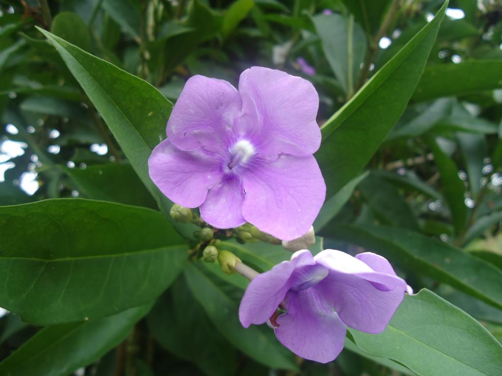 Foto de Simón Bolívar (Mushullacta), Ecuador