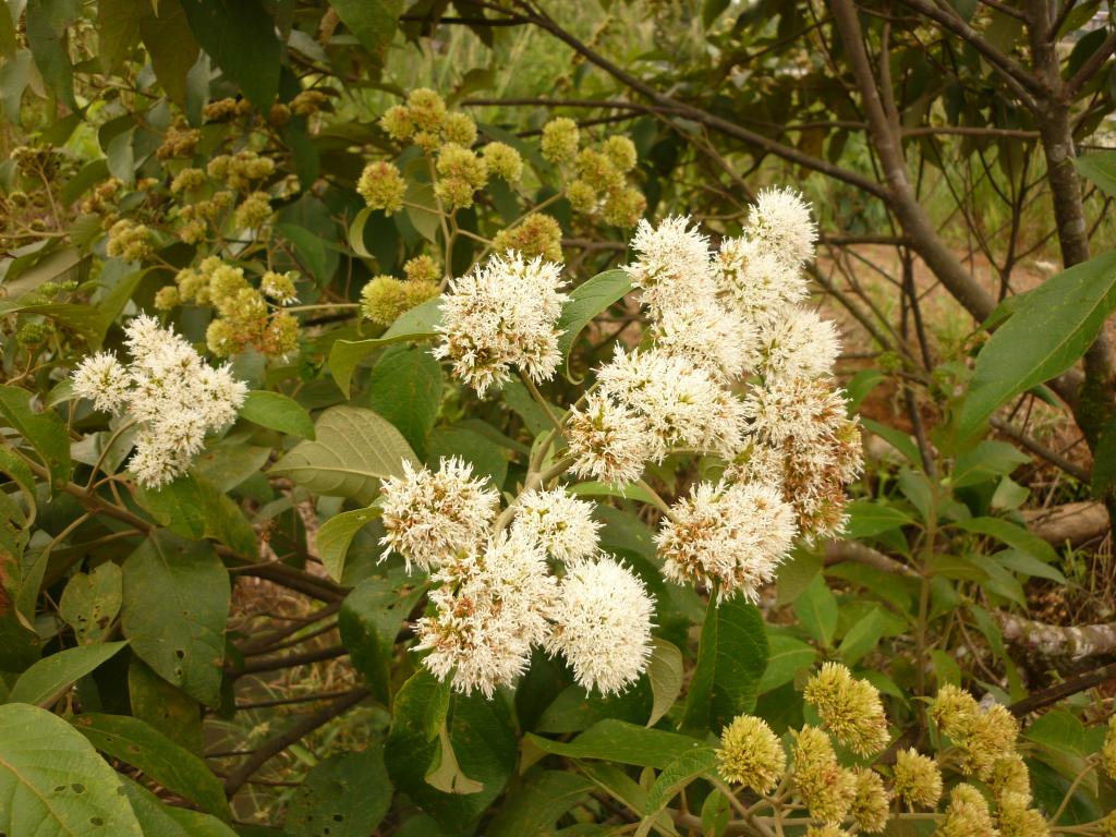 Foto de Simón Bolívar (Mushullacta), Ecuador