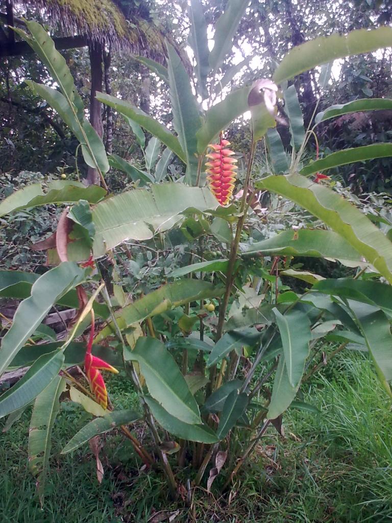 Foto de Puyo, Ecuador