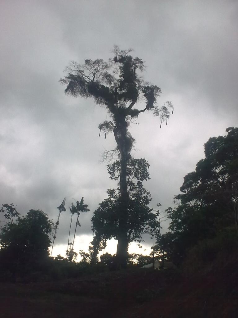 Foto de Puyo, Ecuador