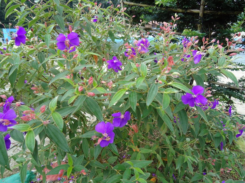 Foto de Mera, Ecuador