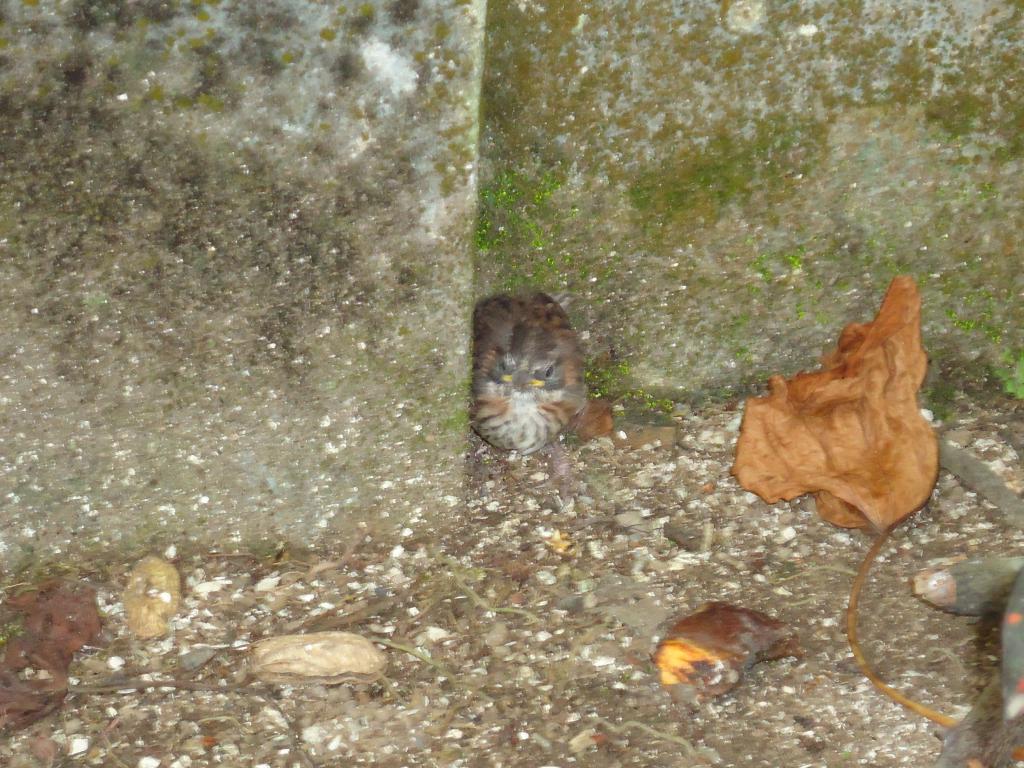 Foto de Tena, Ecuador